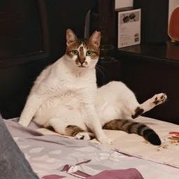 Cici