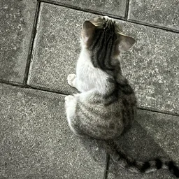 派婉的小猫